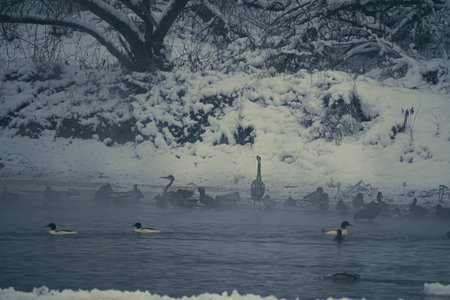 Dark January morning in Neris river, Lithuania. Large water birds swimming in cold wintry water....