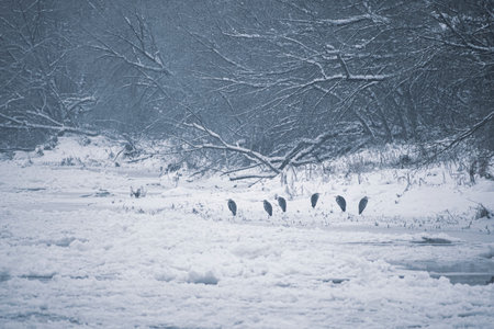 Grey herons standing on ice, Neris river, Vilnius, Lithuania. Large birds on the shore. Cold January morning. Selective focus on the birds, blurred background.の写真素材