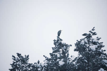 Grey heron on a pine top. Large water birds standing on a coniferous tree. Overcast winter day in the woods. Selective focus on the animal, blurred background.の写真素材