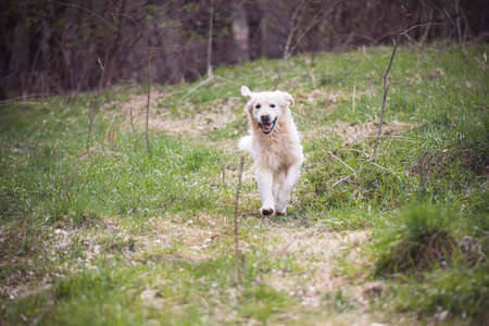 Active white dog in a park, Poland. Purebred Golden Retriever running in a green meadow. Spring in the forest. Selective focus on the pet, blurred background.の写真素材