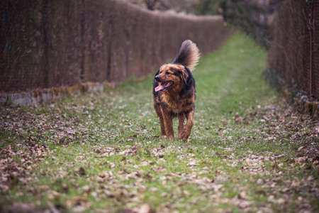 Cute brown dog walking on green grass. Adorable adult female with a tongue out enjoying a hike in spring, Poland. Selective focus on the animal, blurred background.の写真素材