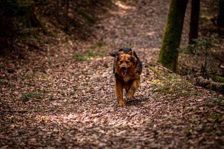 Fast running dog in the woods. Active pet in motion. Early spring in Poland, old withered leaves on the ground surface. Selective focus on the animal, blurred background.の写真素材