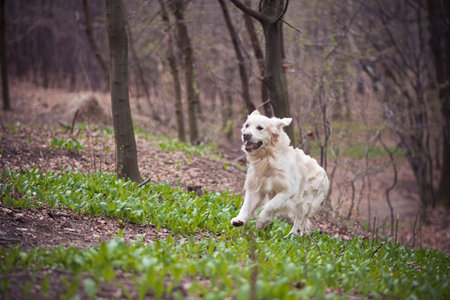 Golden retriever running free in the woods. Happy dog in motion. Green young flower leaves growing...
