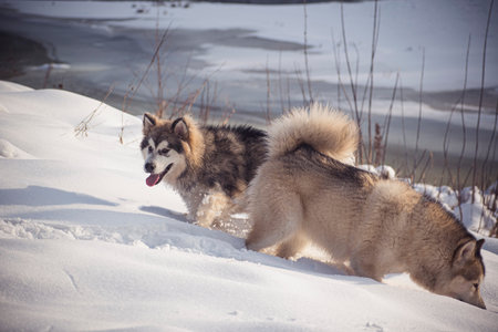 Alaskan Malamutes sniffing the snow. Two best dog friends enjoying fresh snow and cold weather in Lithuania. Selective focus on the animals, blurred background.の写真素材