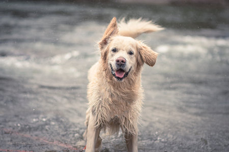 Happy face of a Golden Retriever. Adorable smiling dog standing wet in a river water in Beskid Niski...