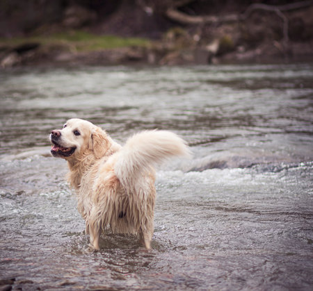 Happy dog in a fast river, Beskid Niski Mountains, Poland. Adorable Golden Retriever with wet fur standing in the water. Selective focus on the animal, blurred background.の写真素材