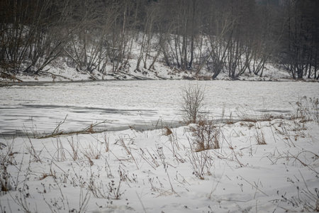 Withered plants on a frozen riverside. Fresh snow covering the surface, Neris river flowing in...
