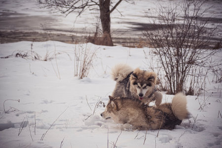 Malamute dogs having fun in snow. Two fluffy sleddogs jumping and running in the woodland in winter....