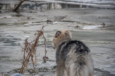 Furry dog standing on melting river ice. Wet surface, withered plants, reflections on the water....