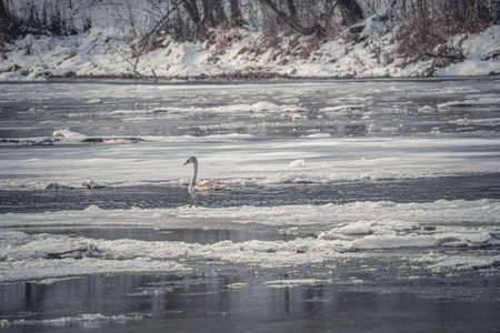 Swan swimming in a freezing river. Young water bird in Neris. Daylight sun illuminating the animal. Selective focus on the details, blurred background.の写真素材