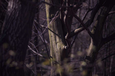 Deciduous tree trunk illuminated by sunlight. Early spring in the woodland. Smooth bark, many branches of different shapes. Selective focus on the details, blurred background.の写真素材