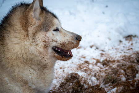 Very dirty Alaskan Malamute girl. Young adult dog digging hole in snow and sand. Happiness in the face of a pet. Selective focus on the details, blurred background.の写真素材