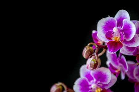 Black copy space with floral concept. Small Phalaenopsis orchid flowers isolated on dark background. Selective focus on the details, blurred background.の写真素材