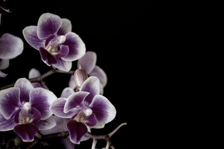 Desaturated moth orchid flowers. White and purple blooms isolated on black background. Moody concept. Selective focus on the details, blurred background.の写真素材