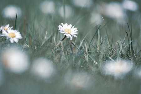 Small daisy closeup in a meadow. Desaturated pastel colors and tones, many tiny grass leaves, spring in Poland. Selective focus on the details, blurred background.の写真素材