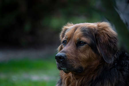Adorable dog portrait in nature. Brown fur of a crossbred doggy, lovely eyes, concentrated look. Outdoor photography. Selective focus on the details, blurred background.の写真素材