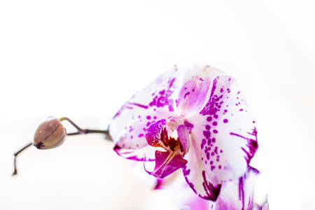 Colorful orchid flower with pink dots on the petals. Bright textured Phalaenopsis bloom and buds isolated on white. Selective focus on the details, blurred background.の写真素材