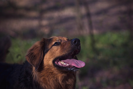 Happy facial expression of a dog. Large adorable doggy with pink long tongue and cute smile in the...