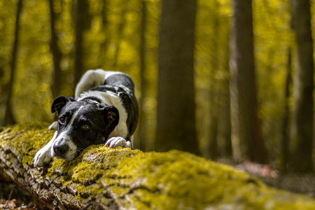 Dog posing on a tree trunk. Young adorable pet in dark woodland in Poland. Sad eyes, cute look,...