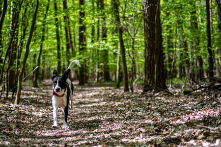 Dog running in a woodland. Young doggy in motion. Green lush foliage in a forest in Warsaw, Poland. Selective focus on the details, blurred background.の写真素材