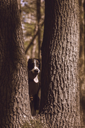 Happy dog face among tree trunks. Smiling brossbred animal peeking. Bright sunlight, autumnal mood....