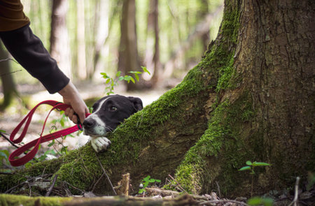 Bad owner punishing a dog in a forest. Sad and scared doggy hiding behind a tree trunk. Human hand...