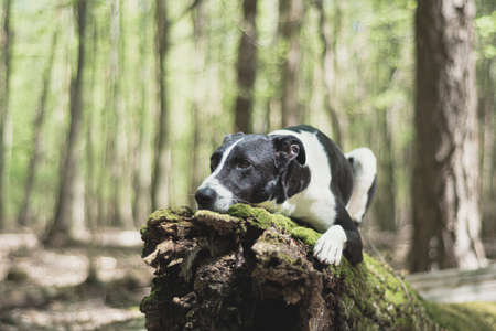 Dog with sad look resting on a tree trunk. Young black dog with white spots laying on a mossy rotten log. Selective focus on the details, blurred background.の写真素材