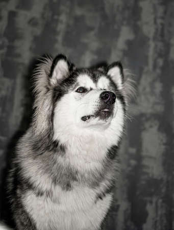 Young dog looking at the owner. Bright white fluffy collar, grey coat, funny expression. Alaskan Malamute in the indoors. Selective focus on the details, blurred background.の写真素材