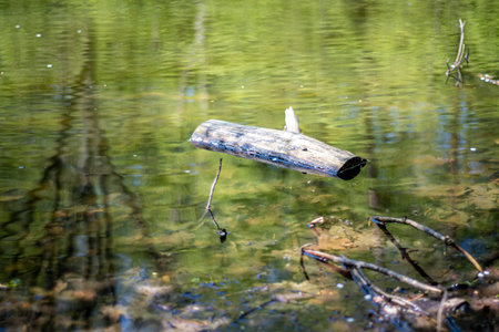Wooden log floating on water surface. Reflection of green trees, withered leaves rotting underwater. Selective focus on the details, blurred background.の写真素材