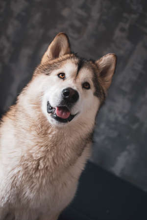 Alaskan Malamute girl portrait. Young cute dog with white furry collar, black wet nose and loving eyes. Selective focus on the details, blurred background.の写真素材