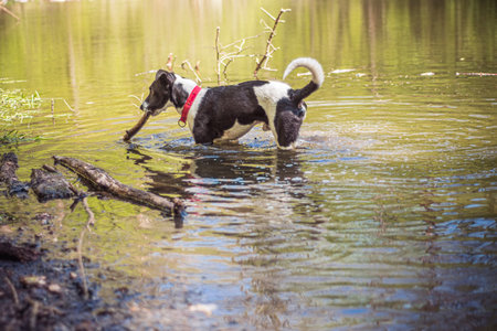 Young dog playing in a pond. Playful doggy walking in water and carrying a wooden stick in his...