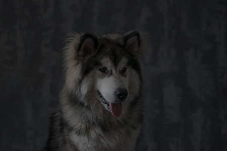 Dark indoor portrait of Malamute boy. Young cute doggy in an underexposed picture. Silhouette of a...