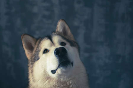 Attentive look of Malamute girl. White adorable snout closeup in an indoor studio. Clever brown eyes. Selective focus on the details, blurred background.の写真素材