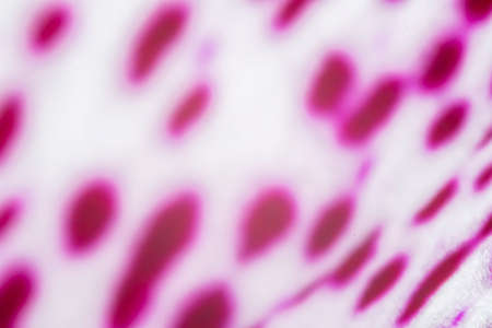Pink dots on white background. Blurry floral pattern closeup. Abstract shapes, multicolored wallpaper. Selective focus on the details, blurred background.の写真素材