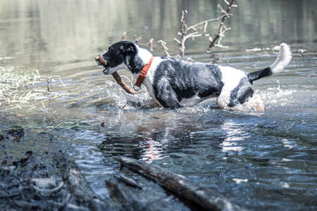 Dog with red collar playing in water. Wet pet holding a large wooden stick in it's mouth and running in a pond. Selective focus on the details, blurred background.の写真素材