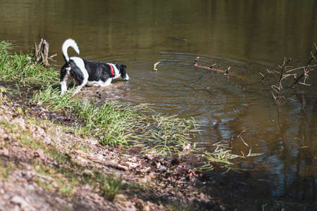 Dog drinking from a water puddle. Wet pet standing in a pond with brown dirty water. Sunny day on the lake shore. Selective focus on the details, blurred background.の写真素材