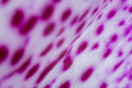 Blurred wallpaper with orchid petal closeup. Random pink dots on white surface, textured decorative effect. No selective focus, defocused background.の写真素材