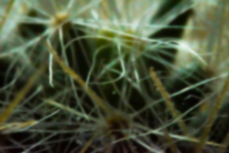 Random shapes and lines in a blurry wallpaper. Spring concept, plant texture, blurred cactus spikes....