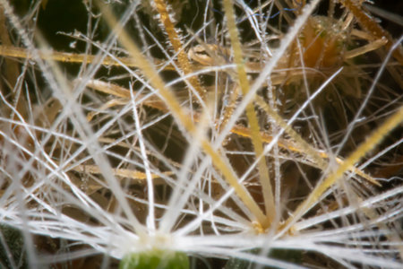 Abstract blurry lines in a floral wallpaper. Defocused closeup of cactus spines. Botanical pattern....