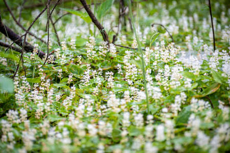 Tiny white flowers blooming in a forest. Early summer vibes in Lithuania. Green lush foliage and floral closeup. Selective focus on the details, blurred background.の写真素材