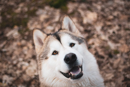 Smiling Malamute in an autumnal forest. Adorable Nordic breed dog girl posing in the woods in...