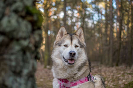 Attentive look of a Malamute in a forest. Cute adorable young dog female with pink harness sitting in the woods. Selective focus on the details, blurred background.の写真素材
