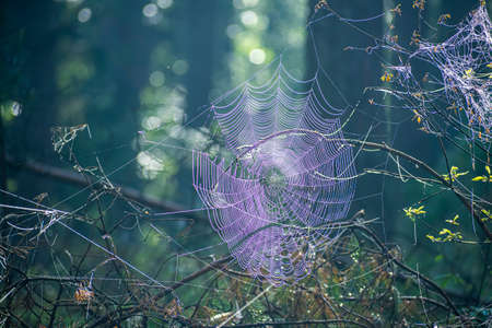 Large spider web on fallen pine branches. Backlit silky threads illuminated by morning sunlight in a forest. Selective focus on the details, blurred background.の写真素材
