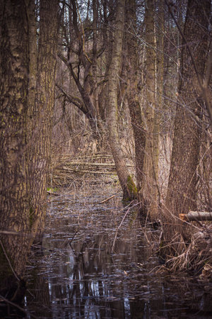 Wet bog and tall leafless trees. Water puddle in a forest, deciduous plant trunks with textured bark. Selective focus on the details, blurred background.の写真素材