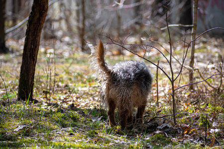 Small dog walking in a forest. Brown fluffy mongrel doggy sniffing bright green moss in a woodland....