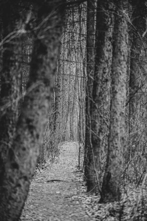 Monochrome forest path view. Tall black and white larch trees growing around a narrow footpath in...