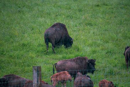 Bison family in a local farm. Large brown mammals with dangerous horns grazing in a green lush field. Selective focus on the details, blurred background.の写真素材