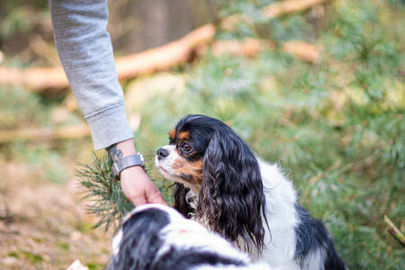 Owner giving a treat to a small dog. Two young Cavalier Spaniels and a human hand closeup in the forest. Selective focus on the details, blurred background.の写真素材