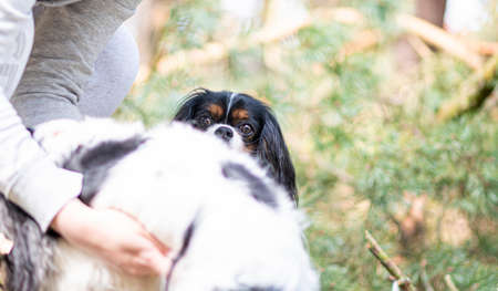 Dog peeking behind a sibling. King Charles Cavalier Spaniel with attentive look in the woods. Human holding another doggy. Selective focus on the details, blurred background.の写真素材