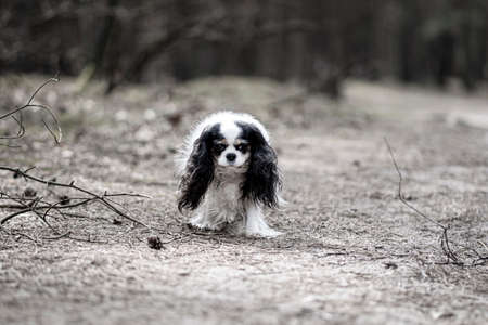 Old dog female walking in the woods. King Charles Cavalier Spaniel with long black ears and white coat on a trail. Selective focus on the details, blurred background.の写真素材